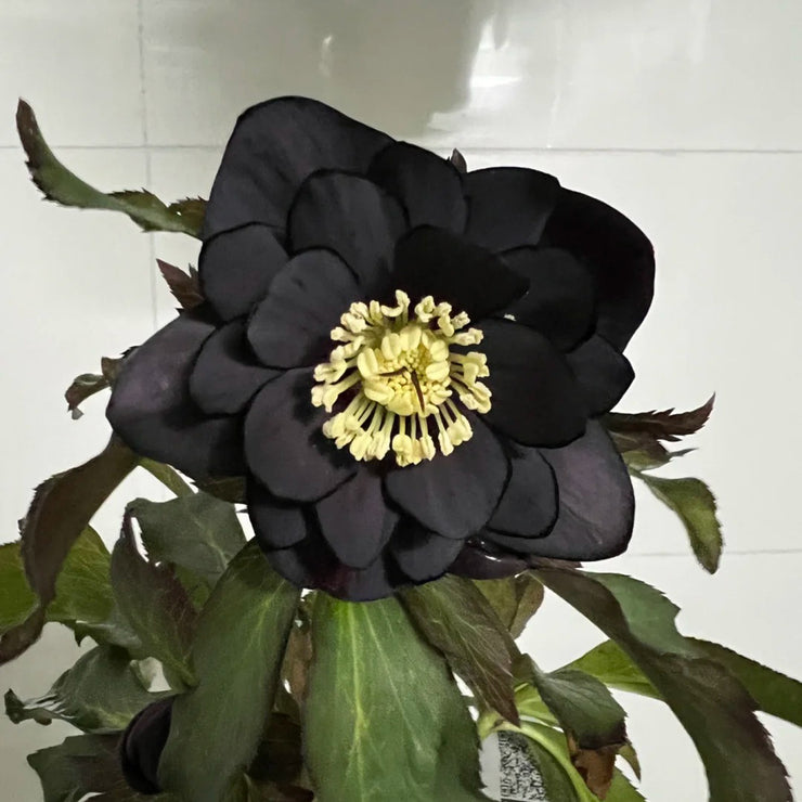 Helleborus Seeds-Black Swan