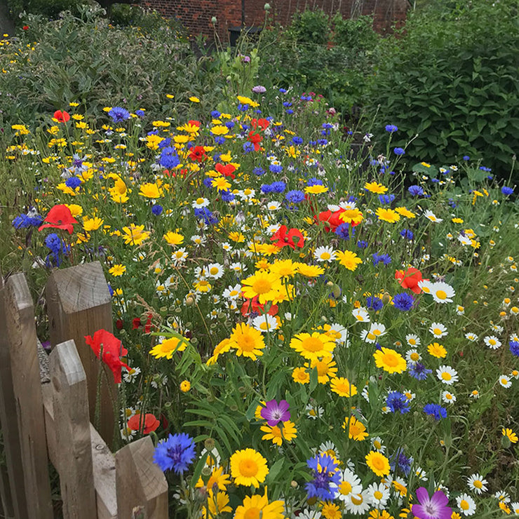 25%OFF💥Wildflowers Combine 50 kinds of flower seeds
