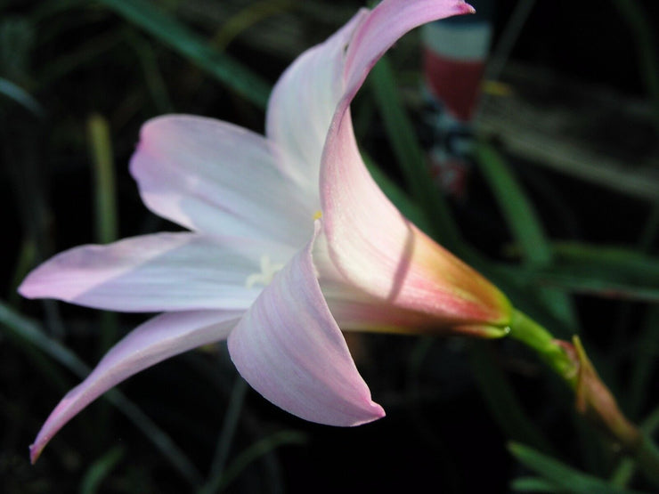 Rain Lily, Habranthus Floryi Cherry Pink, 3 bulbs, NEW, RARE, zephyranthes