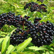 Egrow 50Pcs,100 Pcs/Pack Elderberry Seeds Green Polygonum Japonicum Seed Garden Decoration