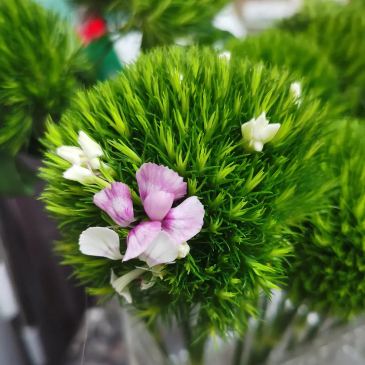 Super cute🤣Dianthus barbatus seeds-Mix color