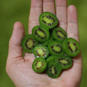 Egrow 50Pcs(100Pcs)/Bag Mini Kiwi Berry Seeds Miniature Kiwi Berry Hardy Actinidia Arguta Fruit Seeds