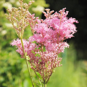 Filipendula rubra 'Venusta'