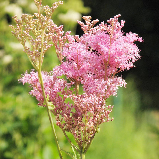 Filipendula rubra 'Venusta'