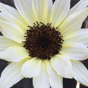 White Moonshadow Sunflower Seeds Rare Sun Flower Seeds