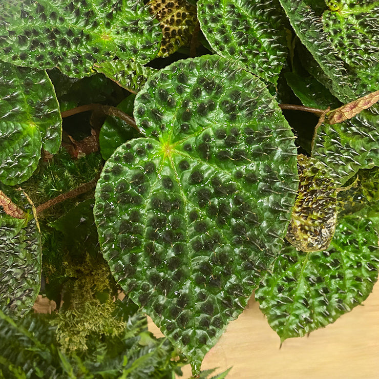 Begonia ferox (Begonia species)