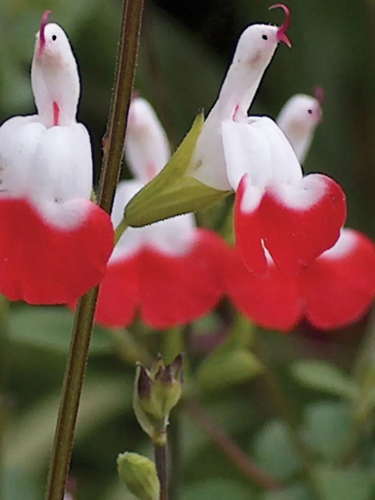 💕New Year special offer 🎁Salvia microphylla 'Hot Lips'