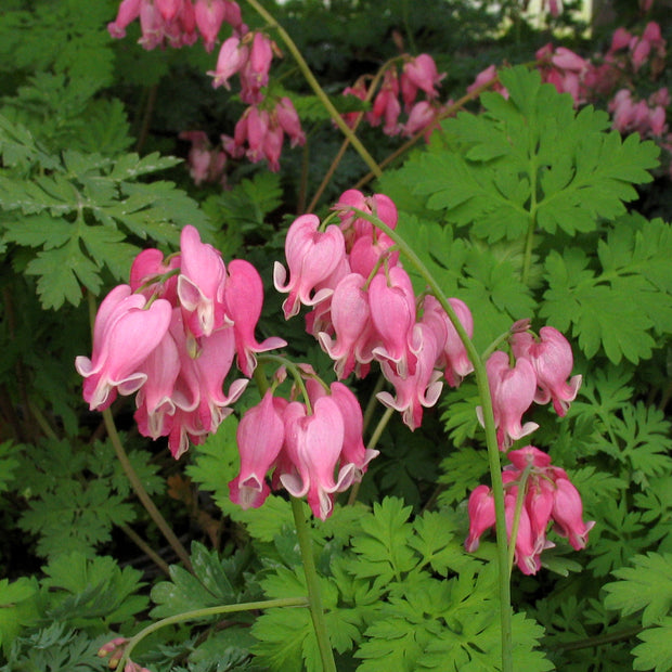 Dicentra formosa 'King of Hearts'