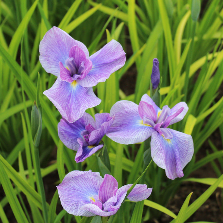 Lavender iris bulbs