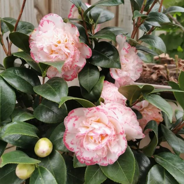 Camellia Japonica ‘Margaret Davis’