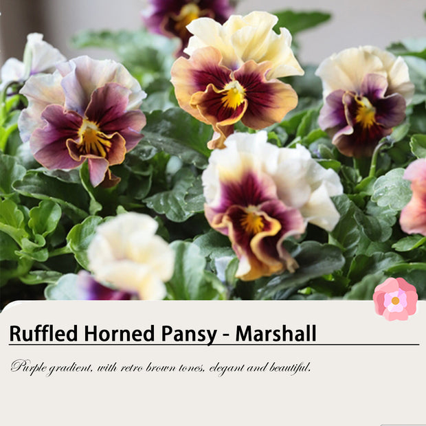 20% OFF Ruffled Horned Pansy(Horned Violet)
