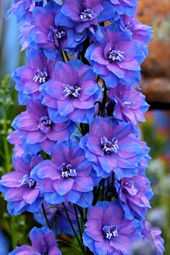 Delphinium elatum 'Blue Lace'