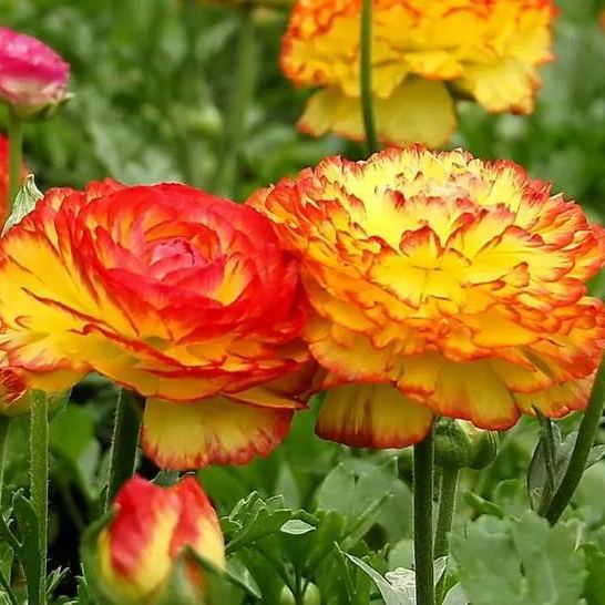 Ranunculus 'Picotee Orange' Seeds