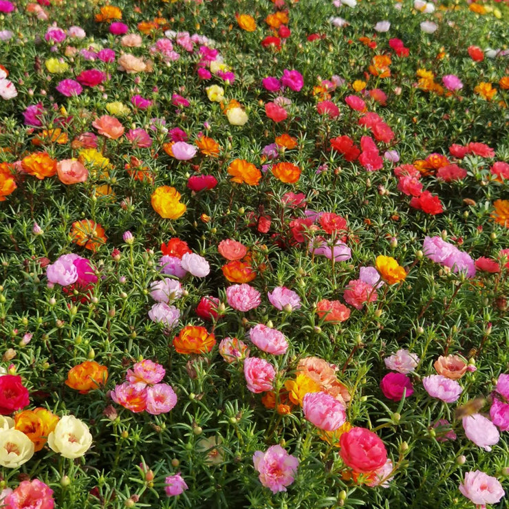 Rose Moss Mix color Seeds