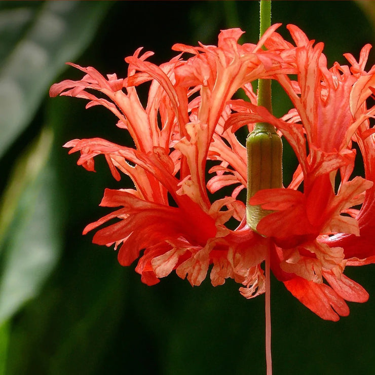 Hibiscus schizopetalus Seeds