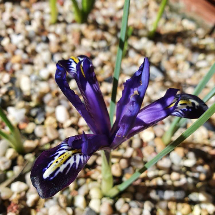 Iris reticulata Blue Note