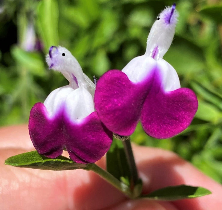 💕New Year special offer 🎁Salvia microphylla 'Hot Lips'