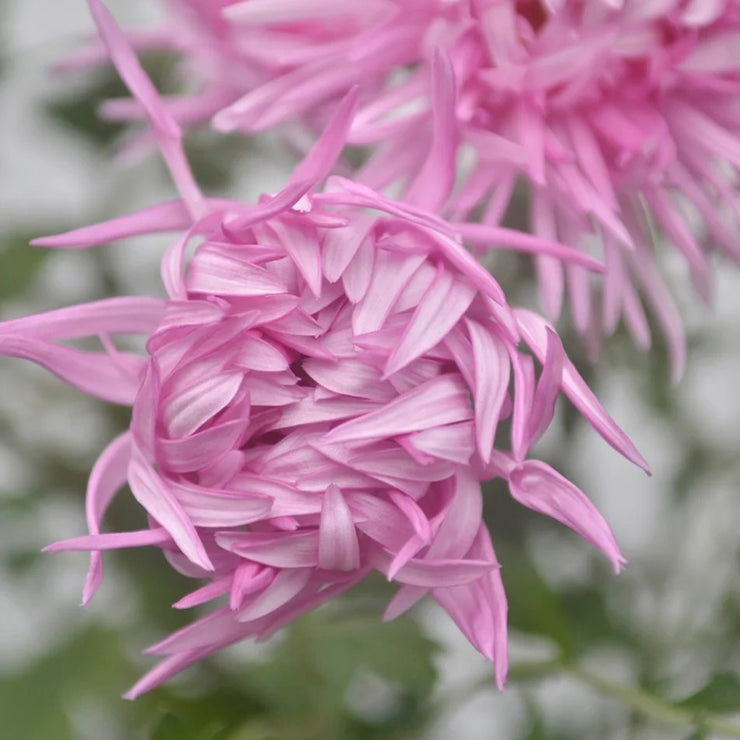 Edo Chrysanthemum Seeds-Precious Pearl