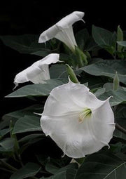 White Moon Flower Odd Plants to Grow