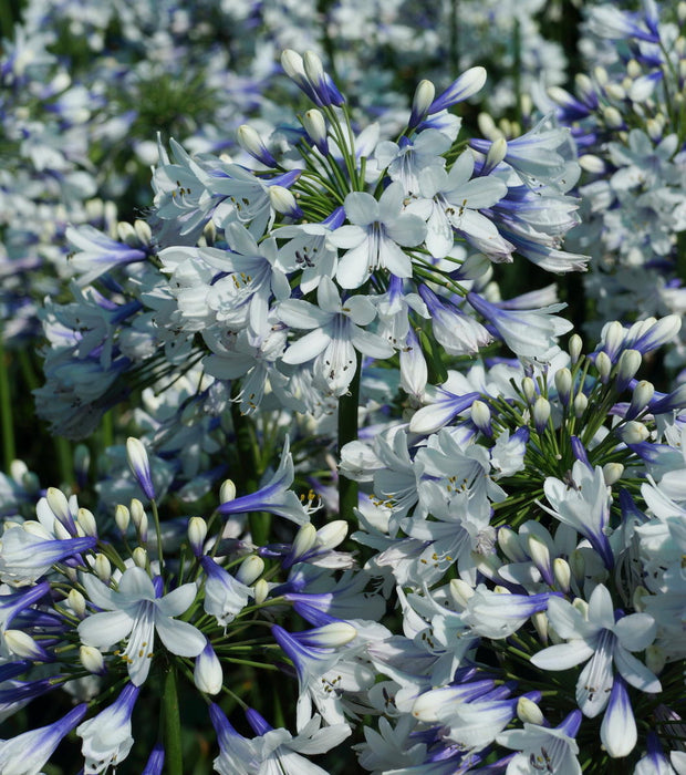 🎁New Year Sale🎁Agapanthus ‘Twister’ African Lily