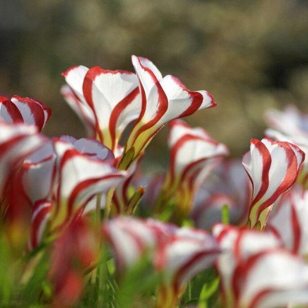 Candy Cane Sorrel Seeds