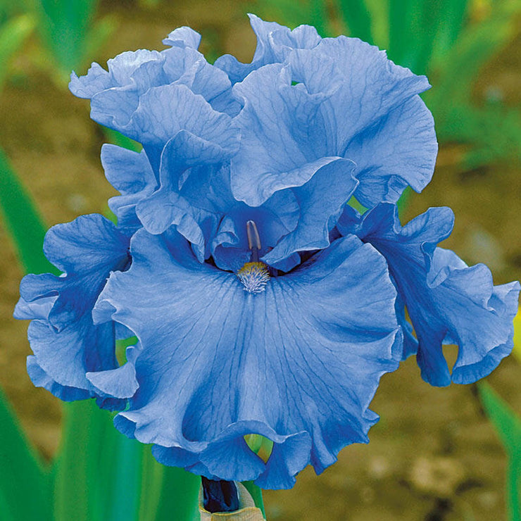 Blue Bearded Iris