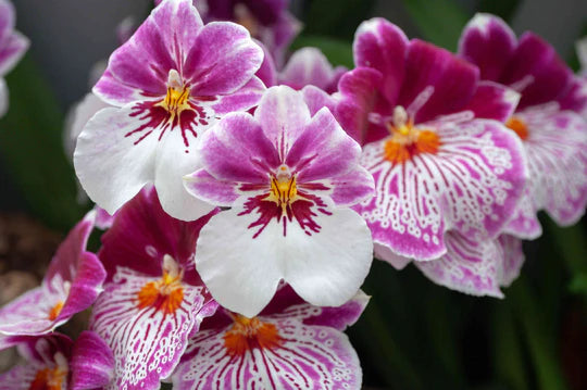 MIX  Orchid Miltoniopsis Breathless 'Beauty'   Seeds