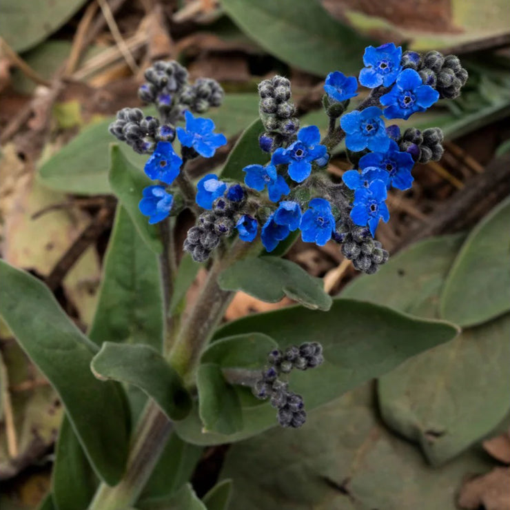 Chinese forget-me-not Seeds