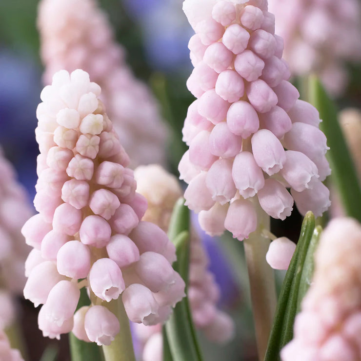 Mixed Muscari Cottage Blend