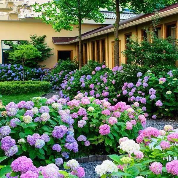 50 pcs/Pack Hydrangea Seed Bonsai Flower Seeds Hydrangea Perennial Garden Home
