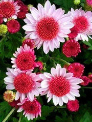 Pink DWARF SUNFLOWERS Flowers