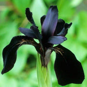 SIBERIAN IRIS ROOTS (FALL-PLANTED) - BLACK FLOWERED