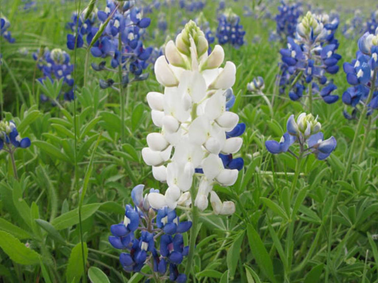 🤍LUPINE SNOW PIXIE, Lupinus White Bluebonnet / Fast Annual Fragrant Flower Seeds