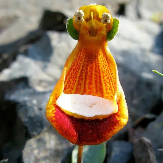 Happy Alien (Calceolaria Uniflora) Flower Seeds Plant Seed Rare