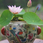 Sacred Bonsai Lotus Flower Seeds