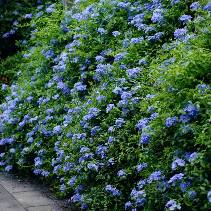 Cape Leadwort Seeds