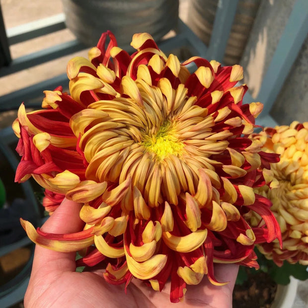 Large Chrysanthemum Seeds-The Red Leaves of Taiping
