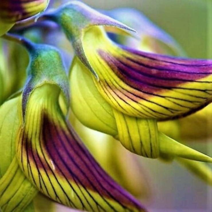 Crotalaria Cunninghamii Seeds