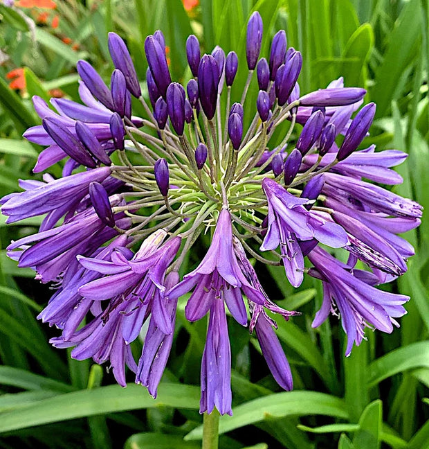 🎁New Year Sale🎁Agapanthus africanus 'Pink'🔥