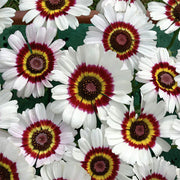 Chrysanthemum Rainbow Single Mix Painted Daisy Flower Seeds