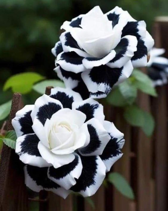 Rare White Heart Twin Rose 'Black & White'