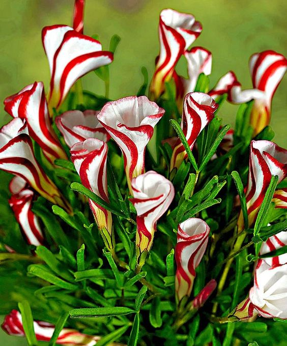 Candy Cane Sorrel Seeds