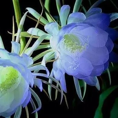 Blue Epiphyllum Seeds