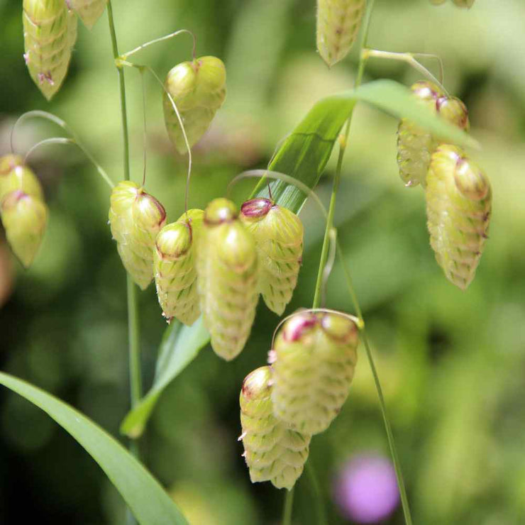 Quaking Grass Seeds