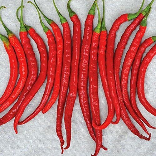 🌶️Longest chili pepper🌶️Joe's Long Pepper Seeds