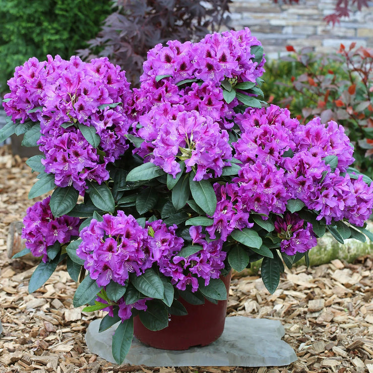 NEW 53%OFF✨Rhododendron lapponicum