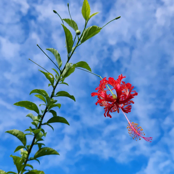 Hibiscus schizopetalus Seeds