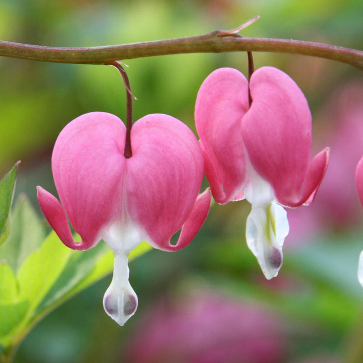 Dicentra formosa 'King of Hearts'