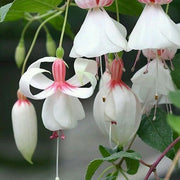 🔥🔥🔥Best Selling worldwide in 2023🔥- Perennial Campanula Flower Seeds