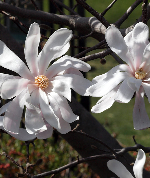 Star Magnolia – Magnolia stellata